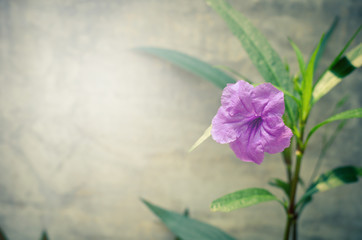 Popping pod flower on cement wall background. Vintage flower