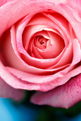 Fototapeta na wymiar 薔薇の花
