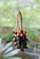 Bunch of Thai olive seed decoration in the garden