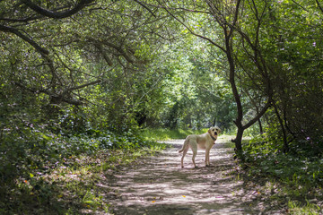 Obraz na płótnie Canvas labrador in the forest path