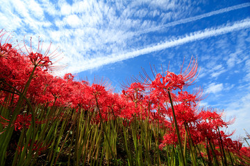 彼岸花と青空