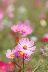 Obraz premium コスモス畑＠長崎県諫早市白木峰