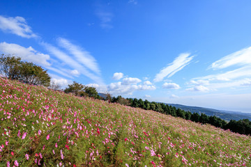 Fototapeta premium コスモス畑＠長崎県諫早市白木峰