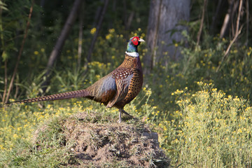 Pheasant