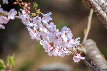 Fototapeta premium 桜の花