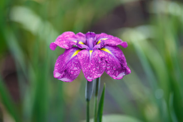 花菖蒲