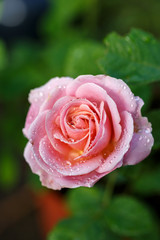 薔薇の花