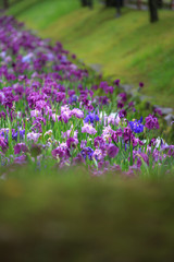 Obraz premium 花菖蒲