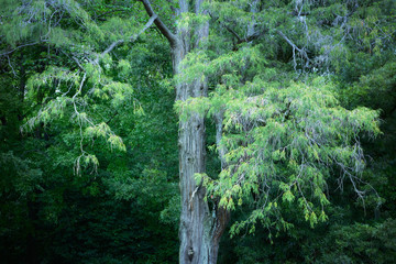 常緑樹, 針葉樹の森