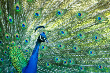 Obraz premium Portrait of a peacock with feathers spread.