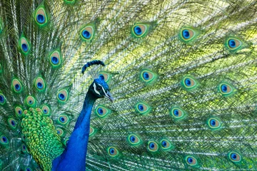  Portrait of a peacock with feathers spread. © Mary Lynn Strand