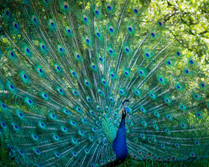 Obraz premium Portrait of a peacock with feathers spread.