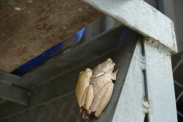 Painted Bullfrog (Kaloula pulchra) on the ground with a little bullfrog 