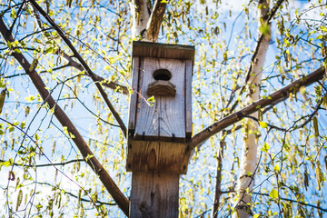 Wooden birdhouse on the birch tree with green leaves