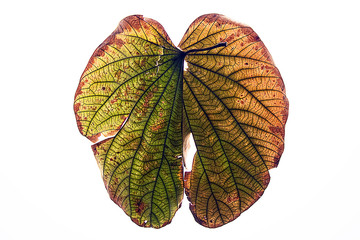 Close-up of flowers and leaves