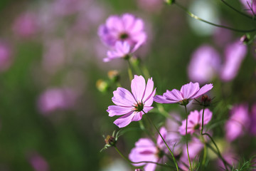 Fototapeta premium コスモス畑