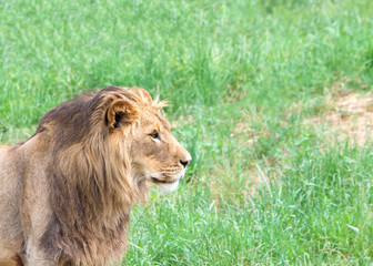 Fototapeta na wymiar Portrait of a young male lion in front of a field of grass, looking to viewers right.