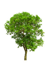 Fototapeta na wymiar tree isolated, tree on white bacground, tree object.