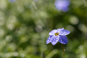 ハナニラの花