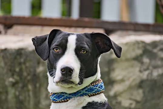 Portrait of a cute dog 