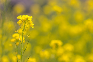 菜の花畑