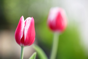 チューリップの花