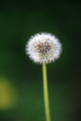 タンポポの綿毛