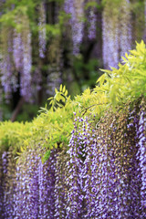 藤の花