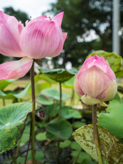 Sacred lotus flower