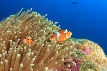 Naklejka na ściany i meble Clown Anemonefish clownfish fish