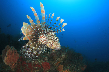 Fototapeta na wymiar Lionfish fish in ocean