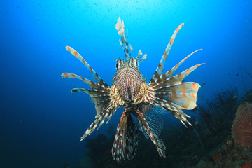 Fototapeta na wymiar Lionfish fish in ocean