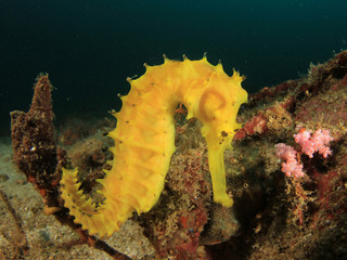 Yellow Thorny Seahorse