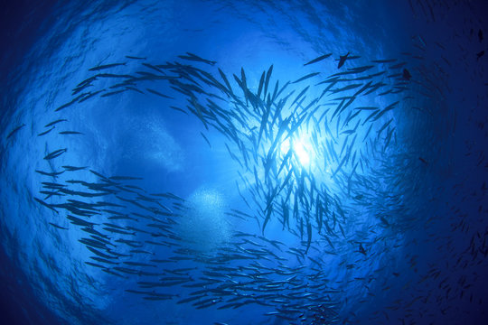 Barracuda fish underwater