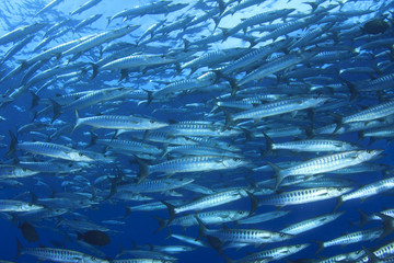 Barracuda fish underwater