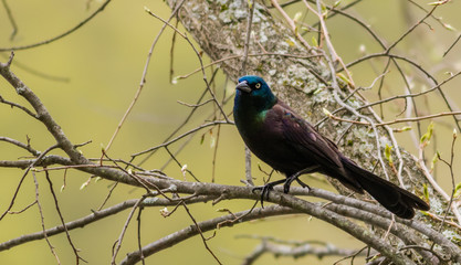 Common Grackle (Quiscalus Quiscula) perched on branch has beautiful feathers in rich deep colors 