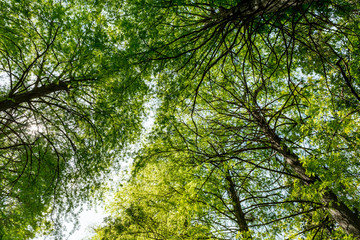 Tree crown view from below