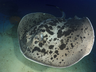 Marbled Ray stingray
