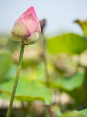Sacred lotus flower