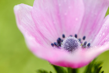 アネモネの花
