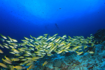 Fototapeta na wymiar Scuba diver and school of fish in ocean