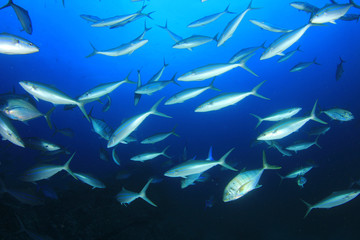 Tuna fish underwater