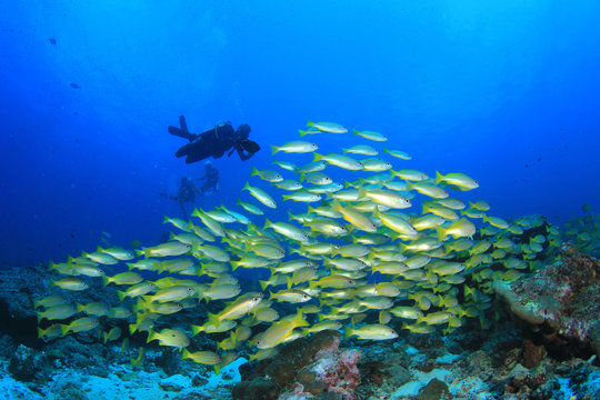Scuba diver and school of fish in ocean