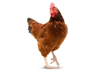 brown hen walking isolated on white, studio shot,chicken