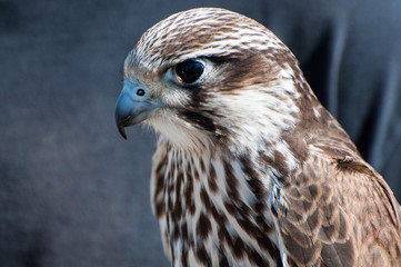 Falcon profile