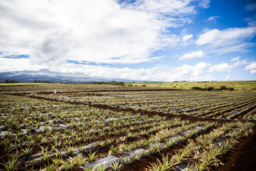 Pineapple Field Plantation Farm