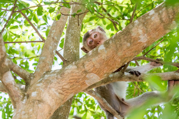 Monkeys of Thailand