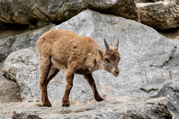 Junger Steinbock