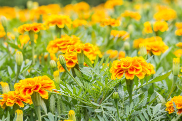 Orange flowers, French marigolds.