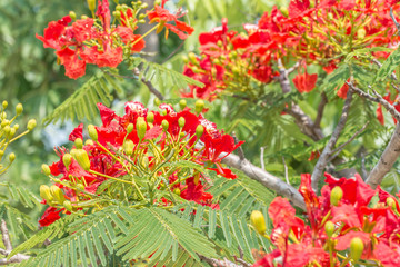 Red and orange flowers, Delonix regia on tree.